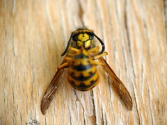 Vespula germanica