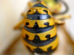 Vespula germanica