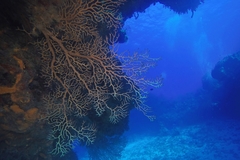 Iciligorgia schrammi