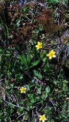 Ranunculus taisanensis