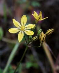 Triteleia ixioides scabra