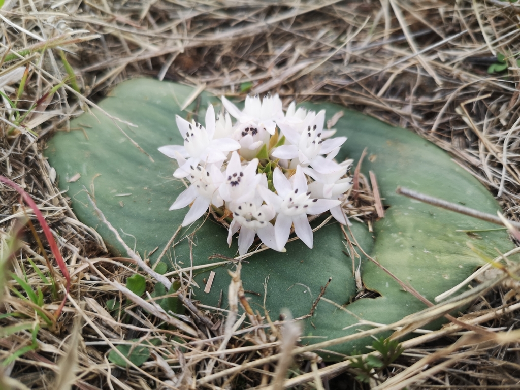 Massonia jasminiflora, Mangaung, South Africa