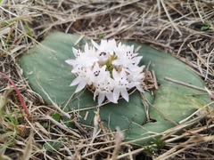 Massonia jasminiflora