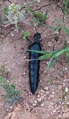 Berberomeloe tenebrosus