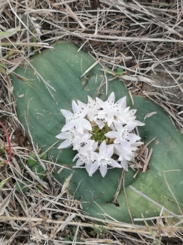 Image of Massonia jasminiflora by (c) Ricus Nel, some rights reserved (CC BY)
