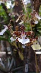 Oncidium leucochilum
