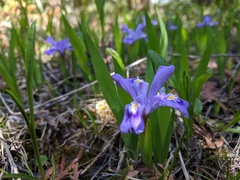 Iris lacustris