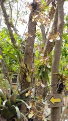 Oncidium leucochilum