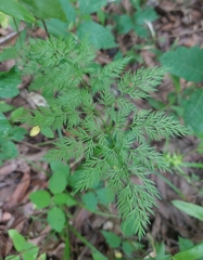 Trepocarpus aethusae