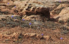 Greater Hoopoe-Lark