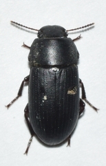 Opatroides punctulatus