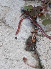 Xerotyphlops vermicularis