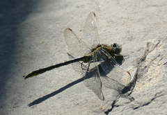 Gomphus pulchellus