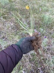 Nothocalais troximoides