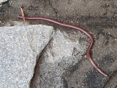 Xerotyphlops vermicularis