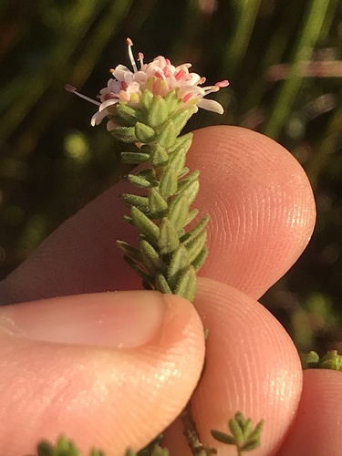 Agathosma elegans (Agathosma elegans)