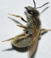 Vestitohalictus