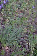 Allium denudatum