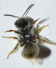 Vestitohalictus