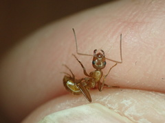 Formica pallidefulva