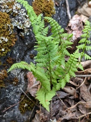 Cystopteris laurentiana