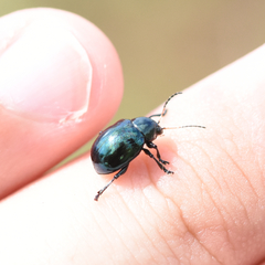 Typophorus nigritus