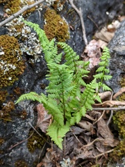 Cystopteris laurentiana