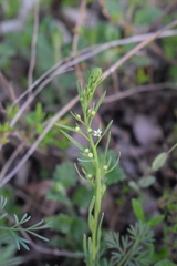 Thesium ramosum