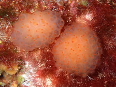 Pseudodistoma cyrnusense
