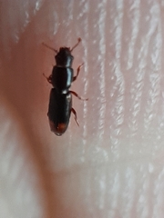 Rhizophagus bipustulatus