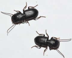 Dixus clypeatus