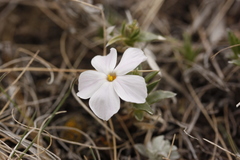 Phlox alyssifolia