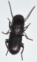Dixus clypeatus