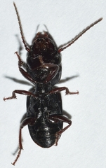 Dixus clypeatus