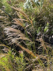 Pseudopentameris macrantha