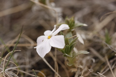Phlox alyssifolia