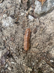Xystodesmidae