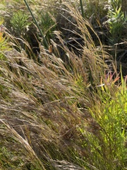 Pseudopentameris macrantha