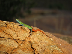 Platysaurus intermedius intermedius
