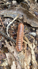 Xystodesmidae