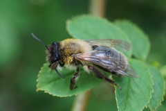 Andrena