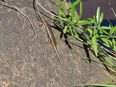 Trachylepis laevigata