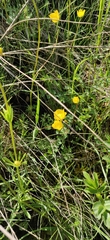 Ranunculus ollissiponensis