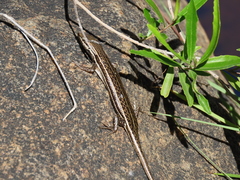 Trachylepis laevigata