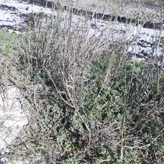 Thinopyrum distichum