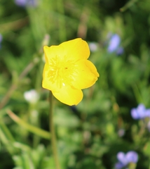 Ranunculus bulbosus