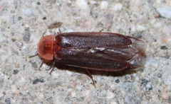 Microphotus angustus