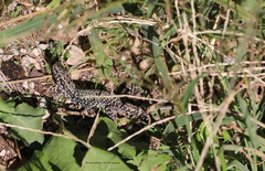 Podarcis muralis maculiventris
