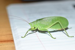 Lophaspis