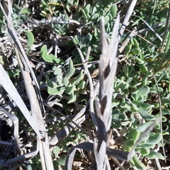 Thinopyrum distichum